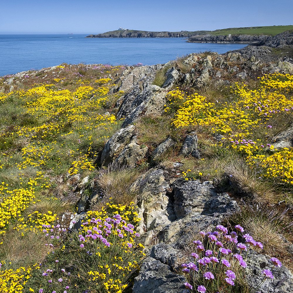 Pink sea thrift (Armeria maritima) and yellow birdsfoot trefoil (Lotus corniculatus) wildflowers on the Anglesey Coastal path looking to Point Lynas Lighthouse in spring, near Amlwch, Isle of Anglesey, North Wales, United Kingdom, Europe