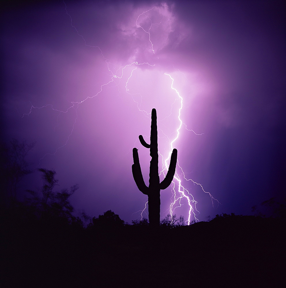 Cactus silhouetted against lightning, Tucson, Arizona, United States of America (U.S.A.), North America