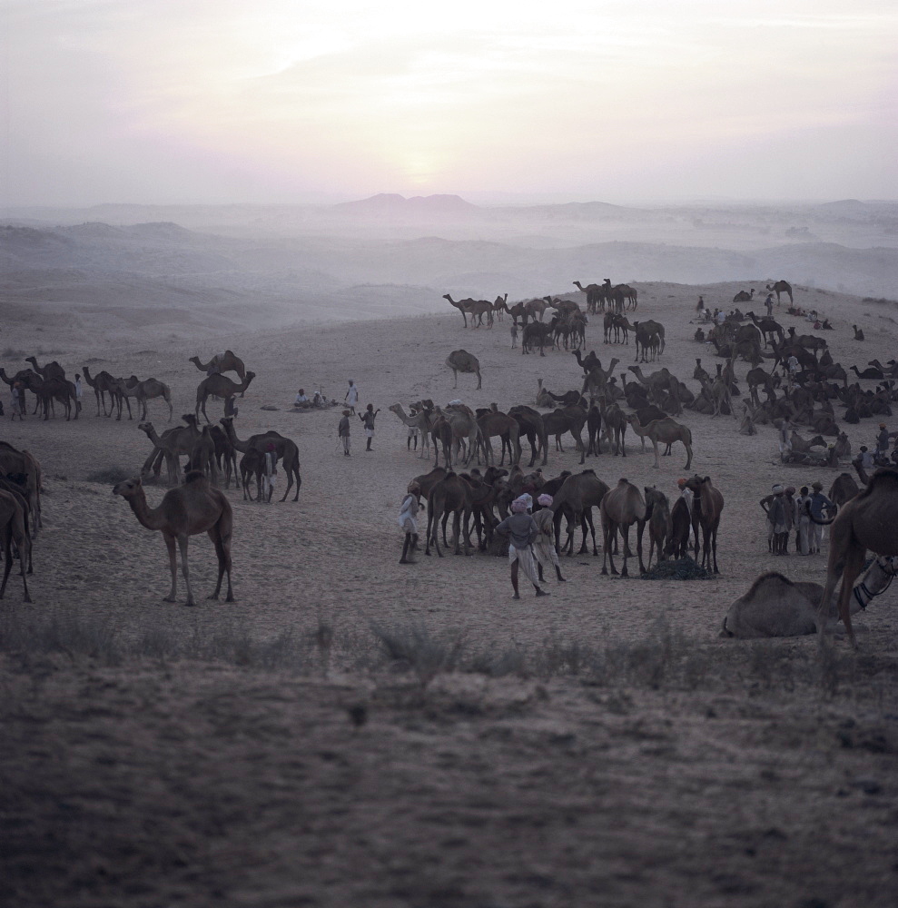 Camels and traders, Pushkar Camel Fair, Pushkar, Rajasthan State, India, Asia