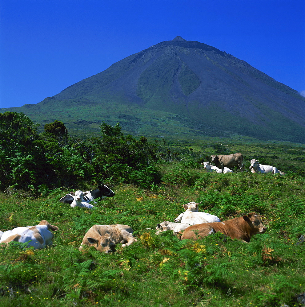 Cattle below the volcanic cone on the island of Pico in the Azores, Portugal, Atlantic, Europe