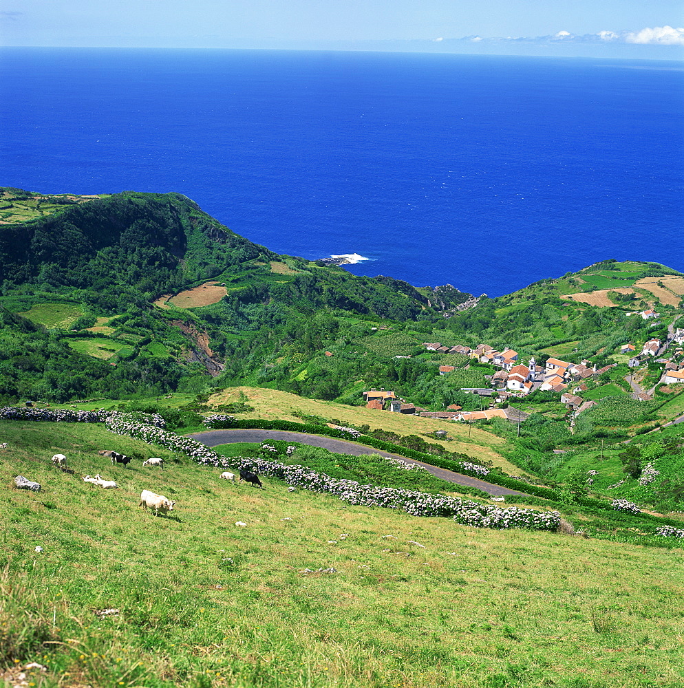 Cattle, fields and small village on the island of Flores in the Azores, Portugal, Atlantic, Europe