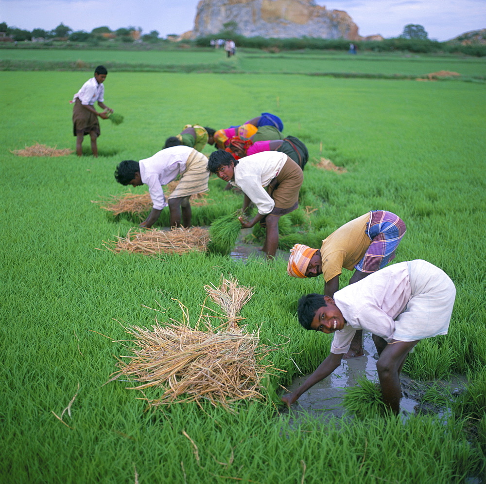 Rice paddy fields and agricultural workers, Karnataka, India, Asia