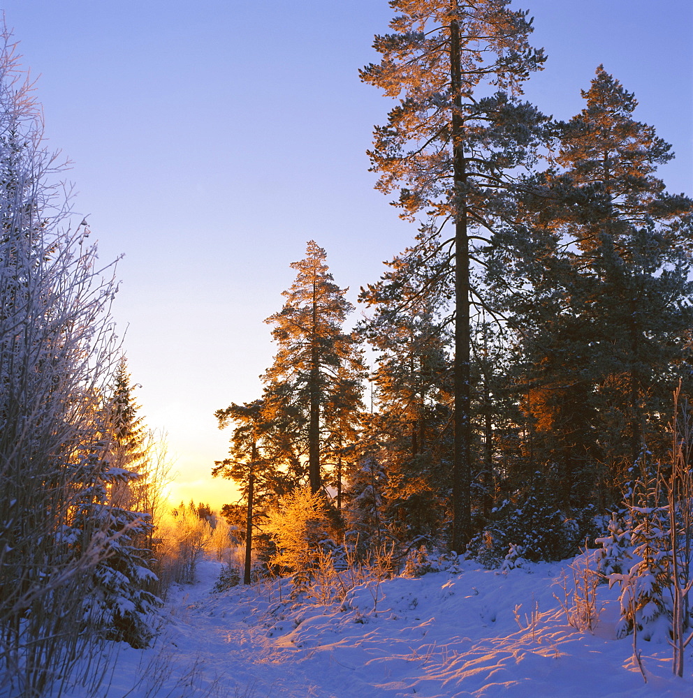 Winter sunset in the forest near Oslo, Norway, Scandinavia, Europe