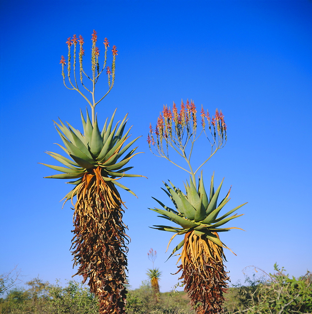 Aloe species in the desert on the border of Botswana and Namibia, Africa