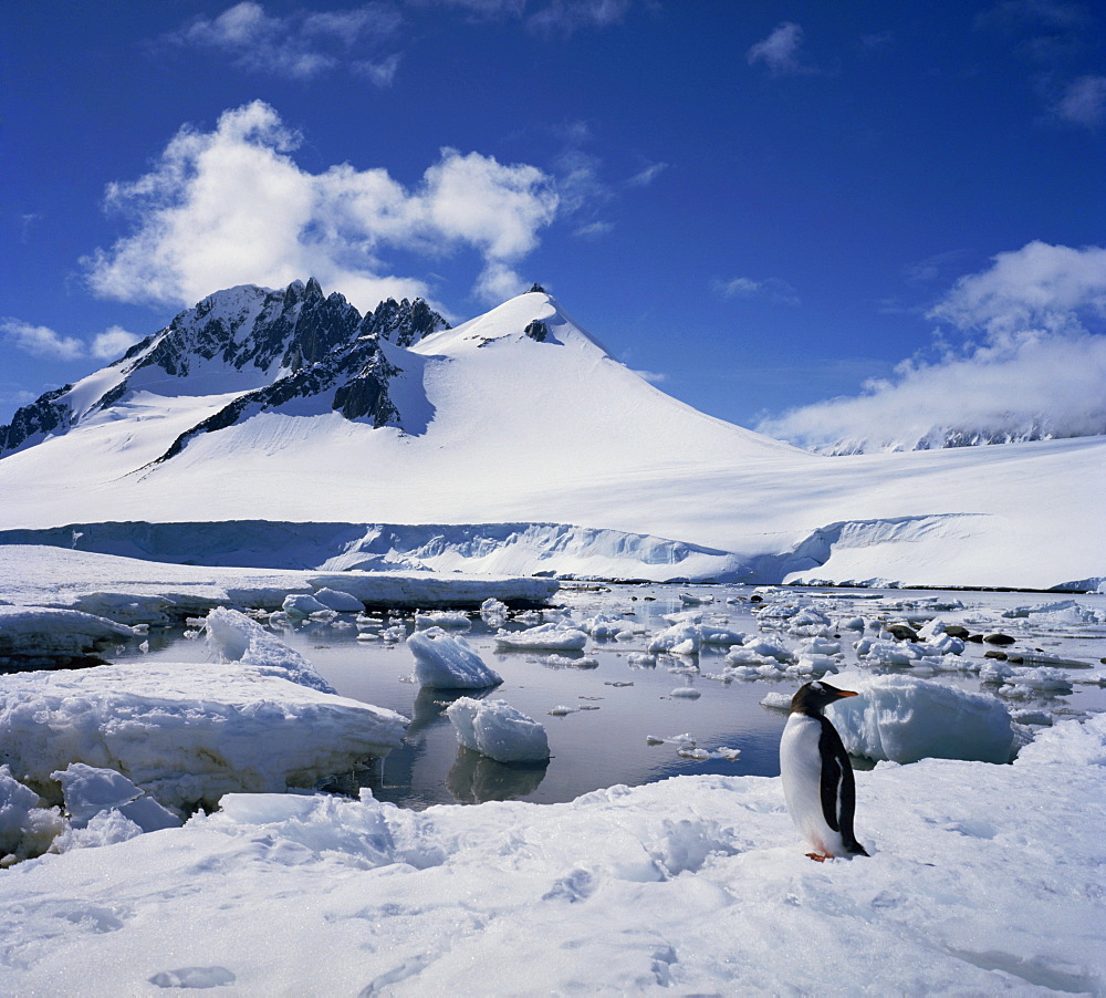 Single gentoo penguin on ice in a snowy landscape with a mountain in the background, on the Antarctic Peninsula, Antarctica, Polar Regions