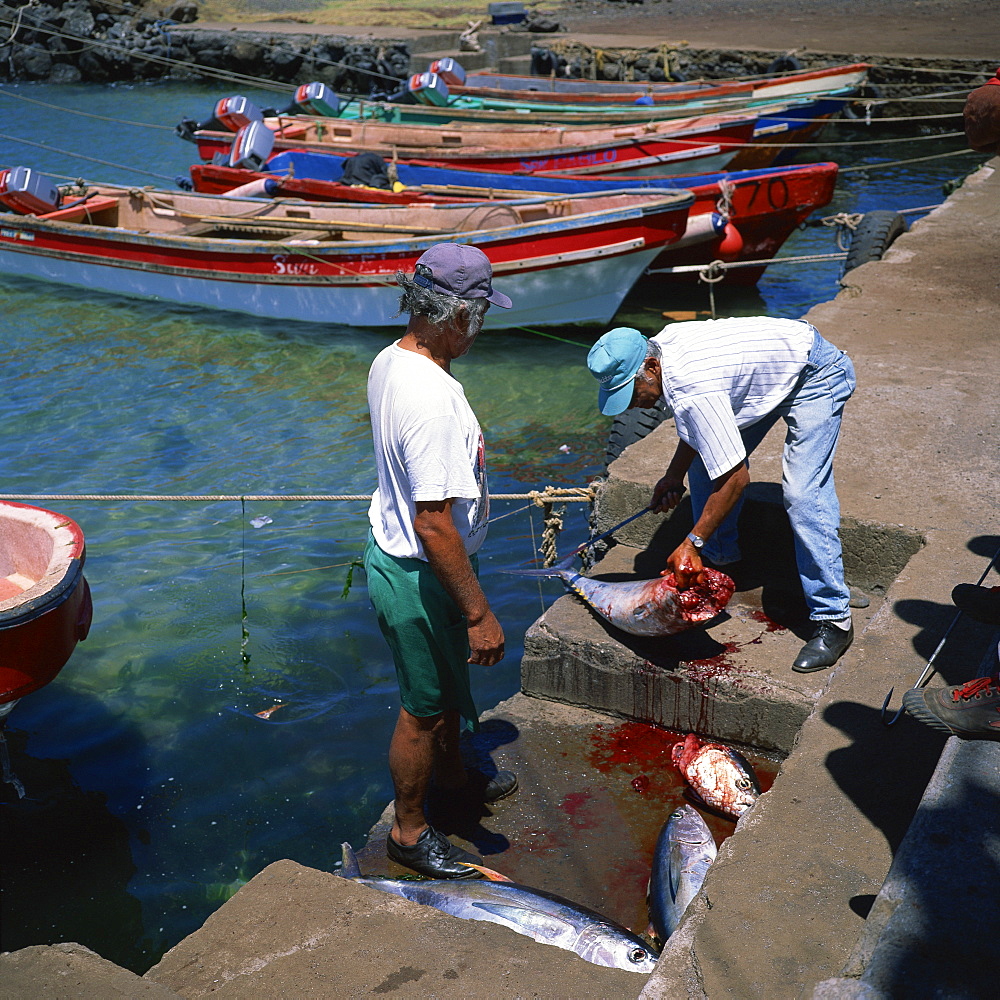 Two elderly fishermen land the tuna catch at Hanga Roa harbour on Easter Island (Rapa Nui), Chile, Pacific, South America