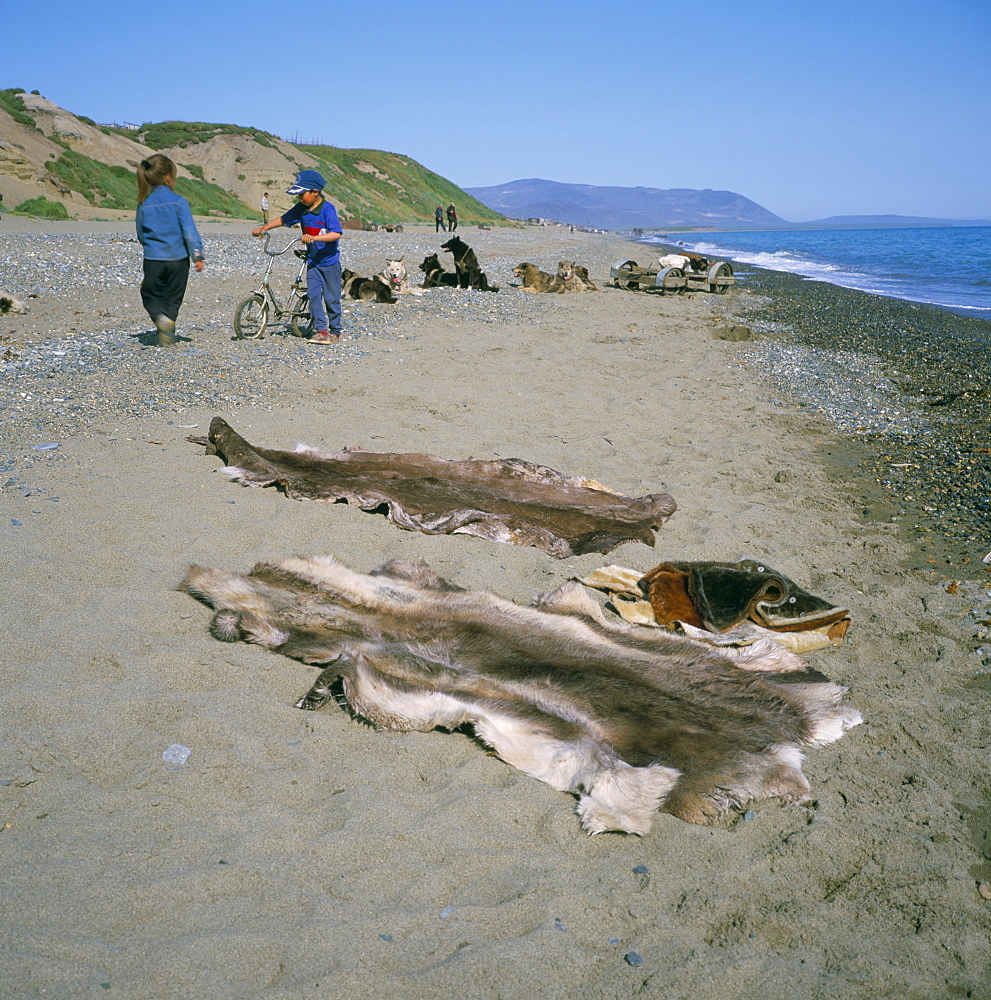 Reindeer skins and dog teams at Lorino Eskimo village, Chukchi Peinsula, Russian Far East, Russia, Asia