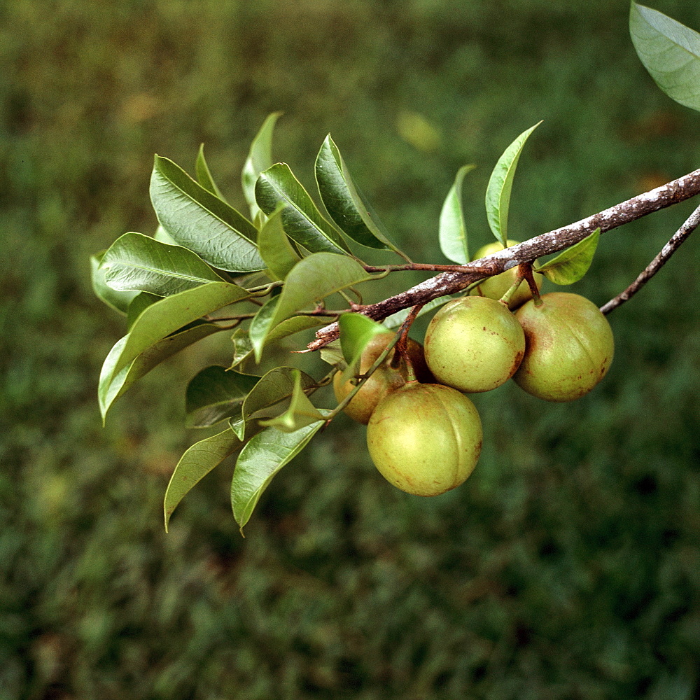 Nutmegs, Moluccas, Indonesia, Southeast Asia, Asia