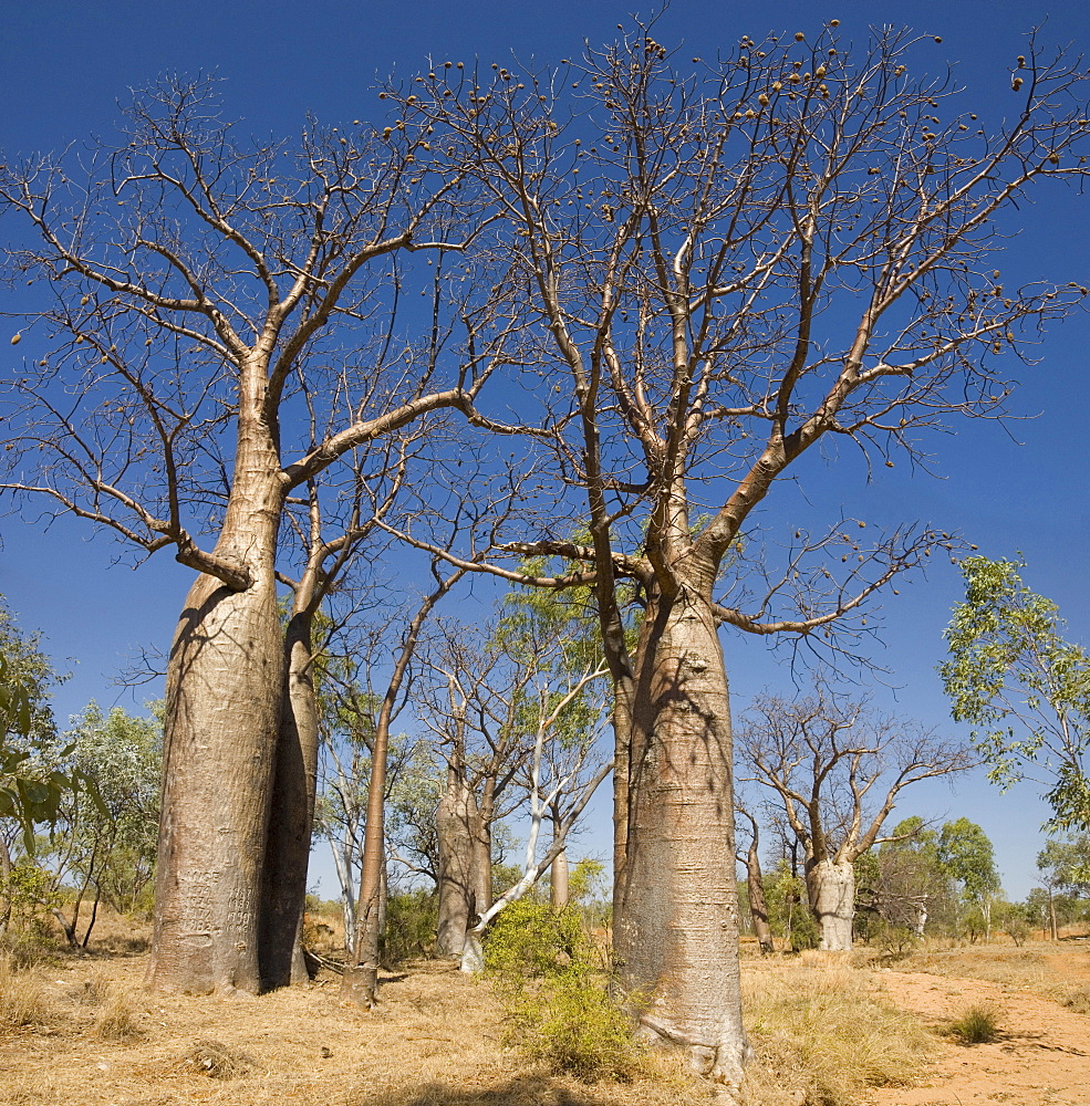 Boab trees (Adansonia gregorii), Hall's Creek, The Kimberley, Western Australia, Australia, Pacific 