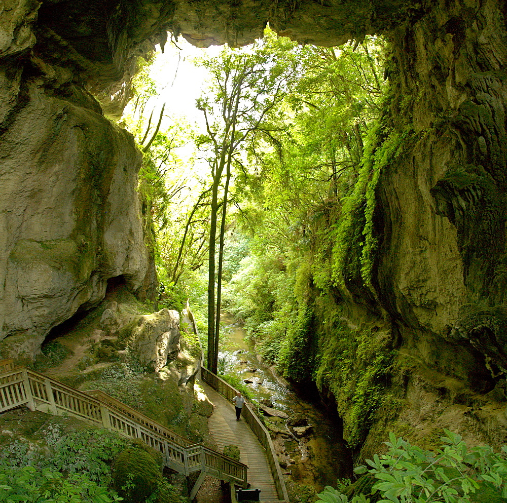 Mangapohue Natural Bridge, Waitomo karst, North Island, New Zealand, Pacific