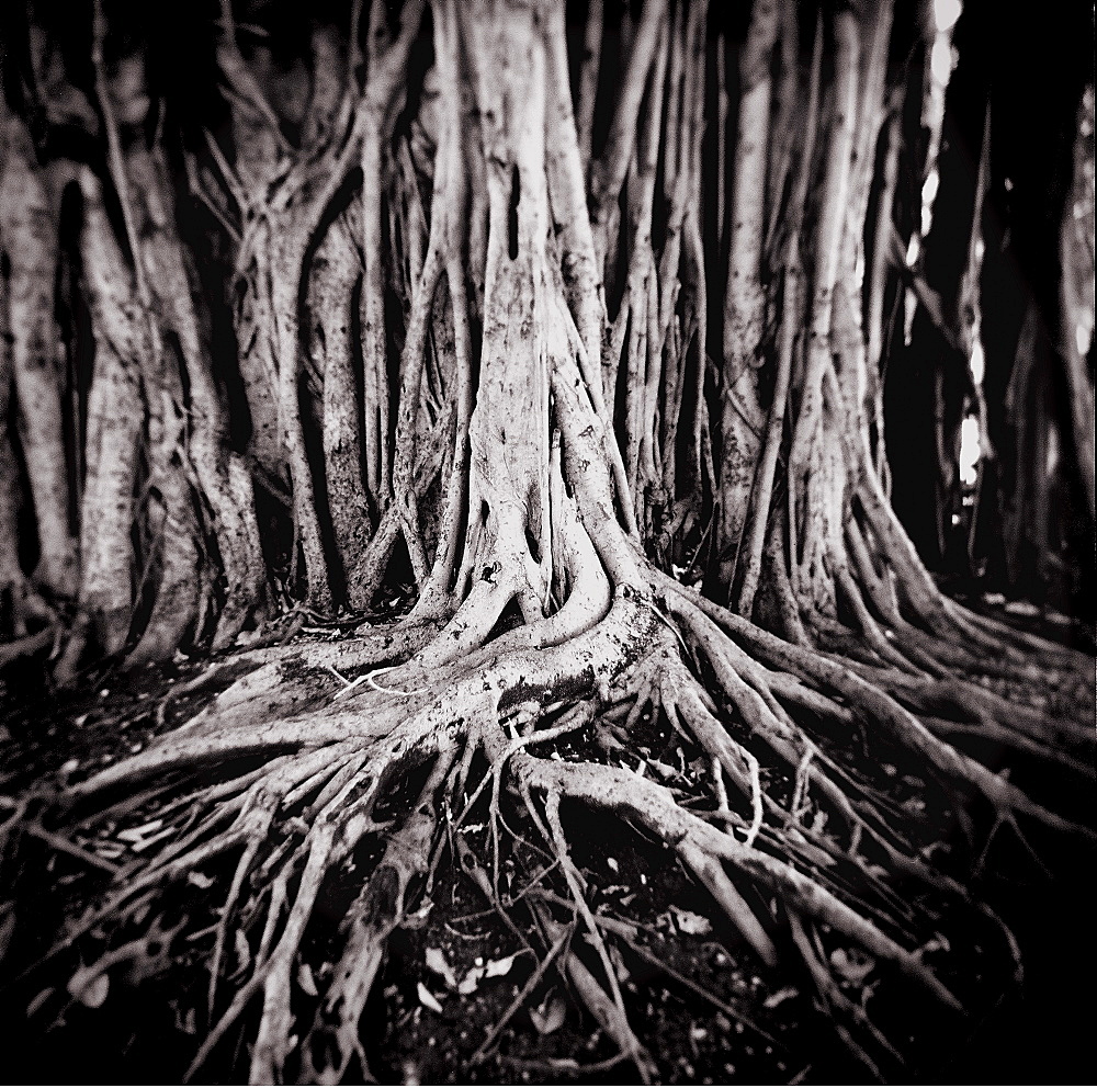 Image taken with a Holga medium format 120 film toy camera of roots of Figus tree growing in park in Miramar, Havana, Cuba, West Indies, Central America