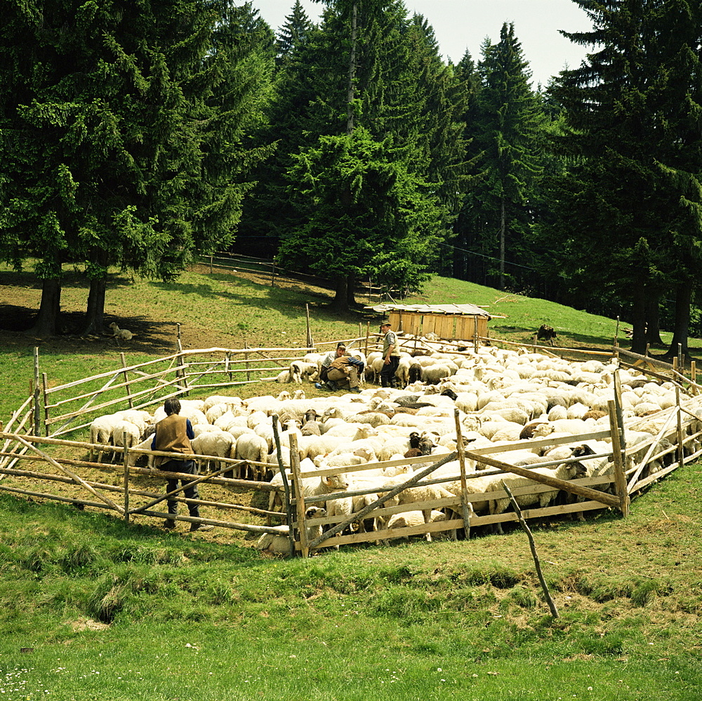 Shepherds tending sheep, Bucegi Mountains, Carpathian Mountains, Transylvania, Romania, Europe