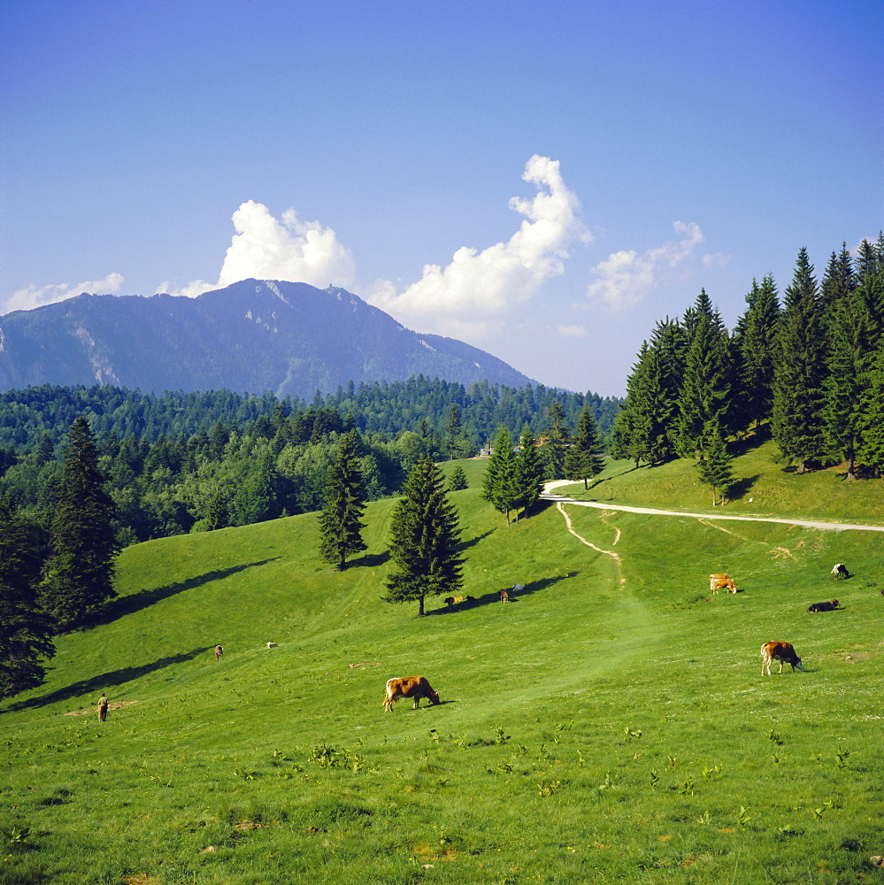 Apline pastures on the edge of the Bucegi Mountains, Carpathian Mountains, Transylvania, Romania