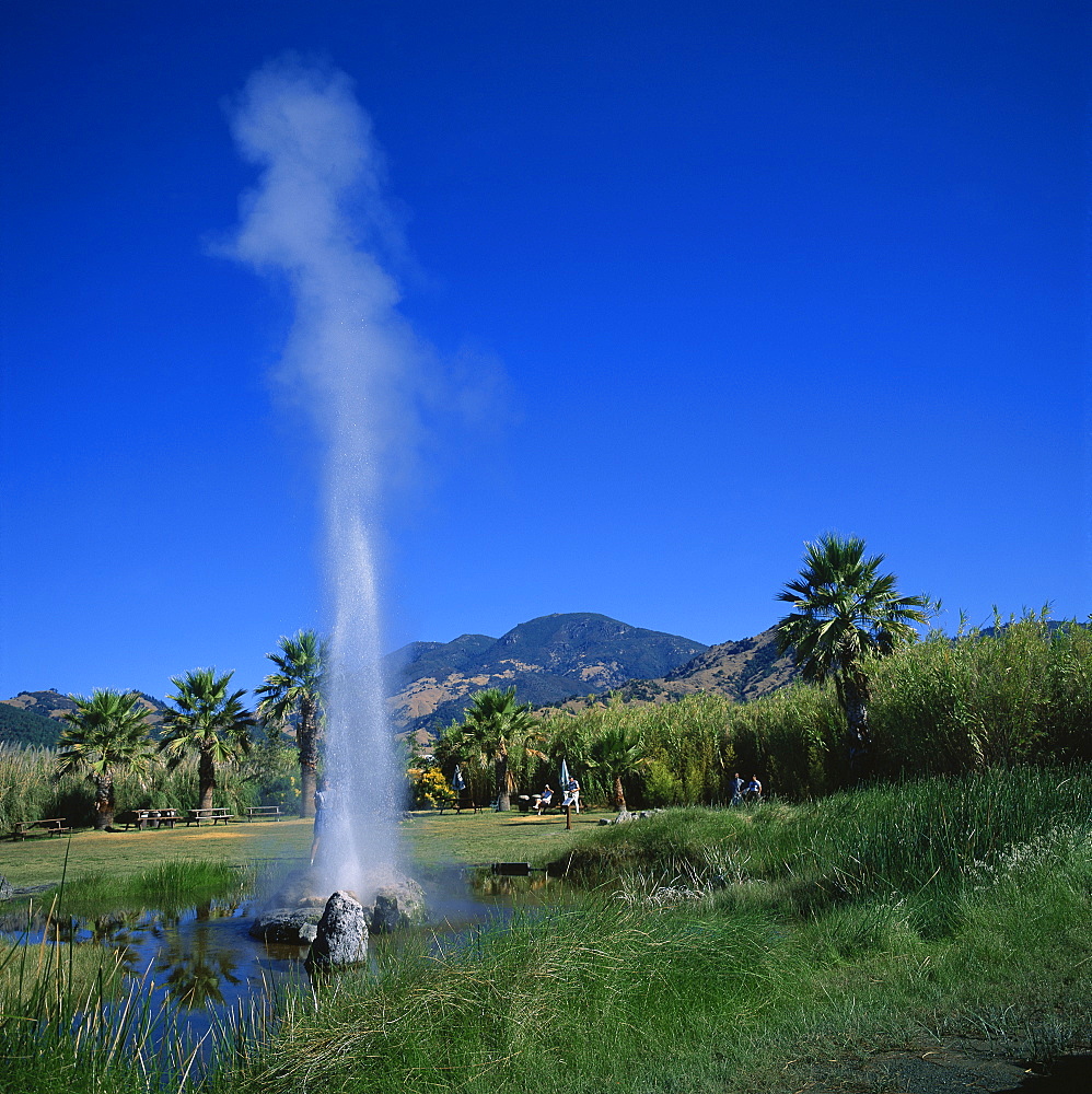 The Old Faithful Geyser at Calistoga, erupts 60 ft high every 30 minutes, with a pressure of 1000 lbs per square foot, Napa Valley, California, United States of America, North America