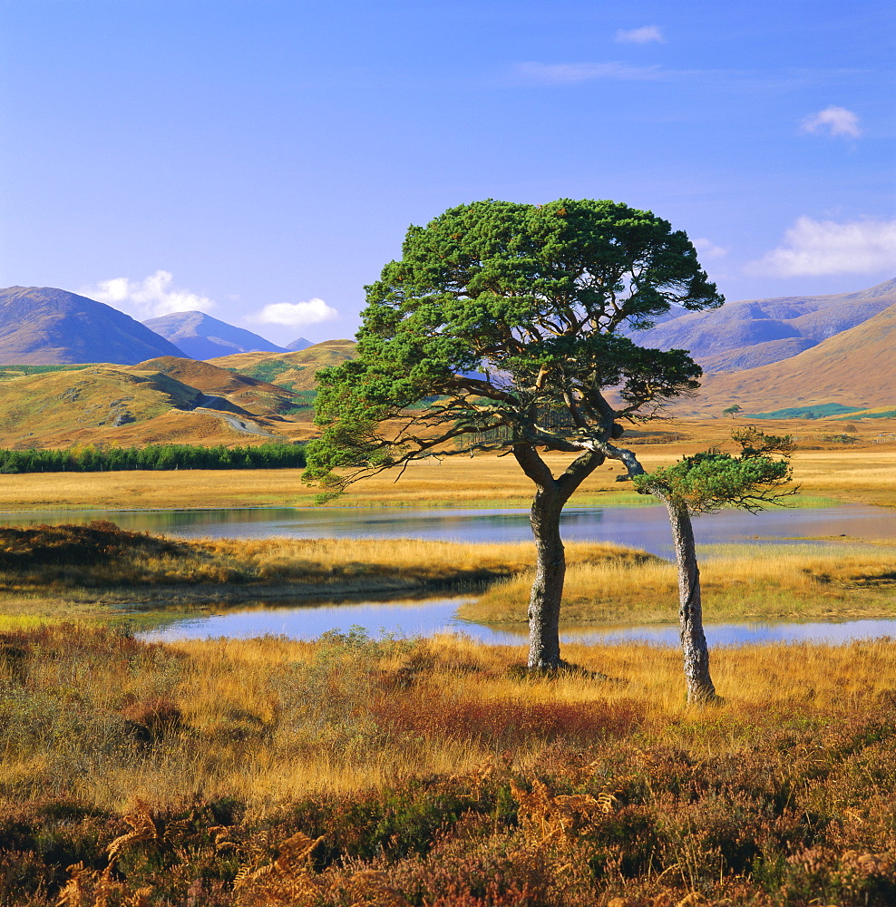 Scots pines at Loch Tulla, Strathclyde, Scotland, UK, Europe