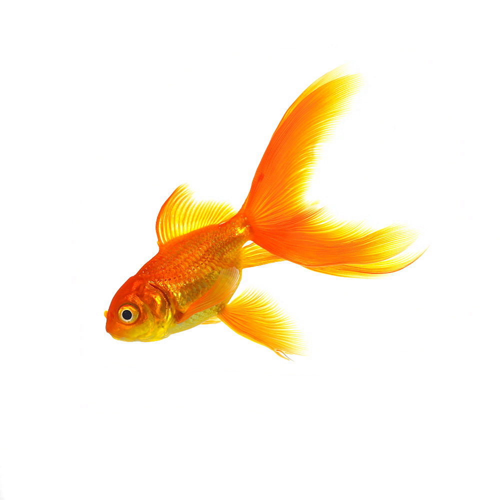 Goldfish