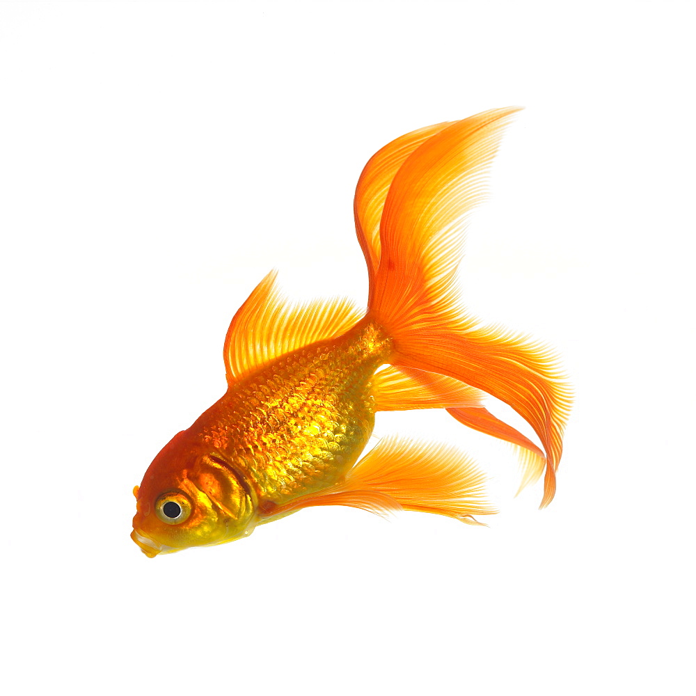 Goldfish