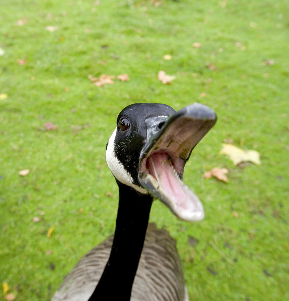 Canada goose (Branta canadensis), St. James Park, London, England, United Kingdom, Europe