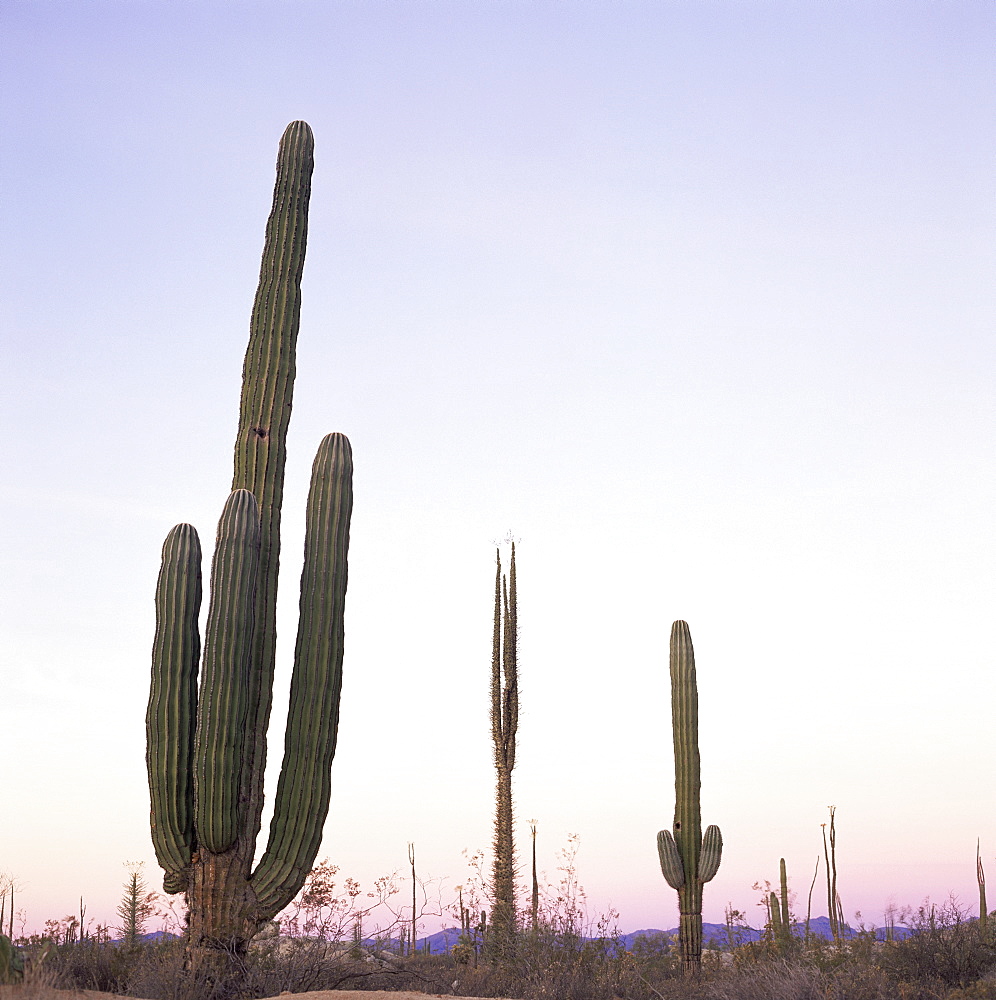 Cactus plants after sunset, Baja, Mexico, North America