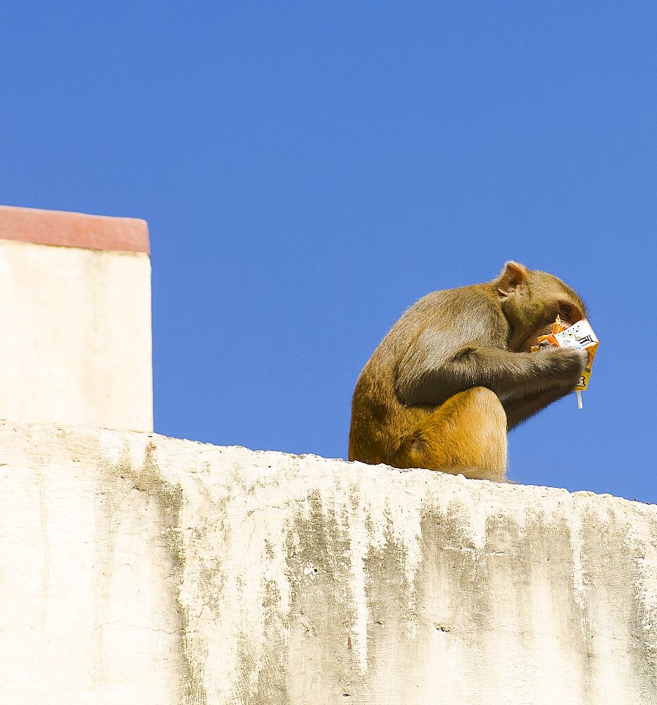 Nepal, Kathmandu, Monkey sitting on wall eating from discarded rubbish at the Swayambunath Monkey Temple.