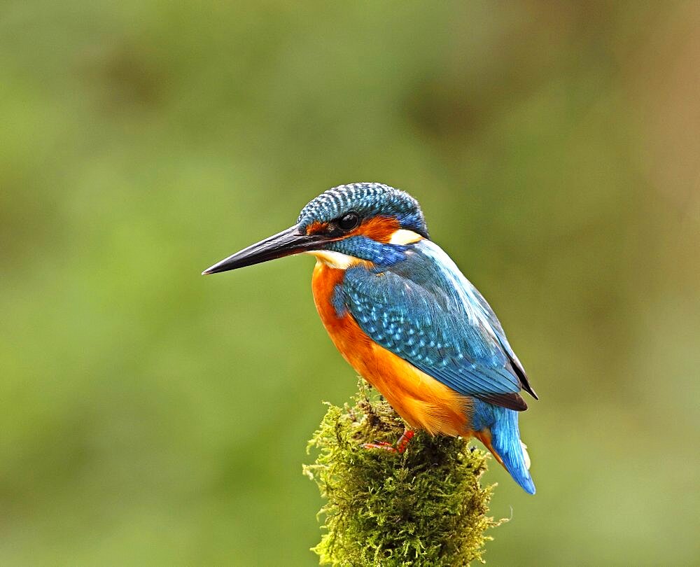 Animals, Birds, Kingfishers, Kingfisher Alcedo atthis Female perched on mossy branch in woodland