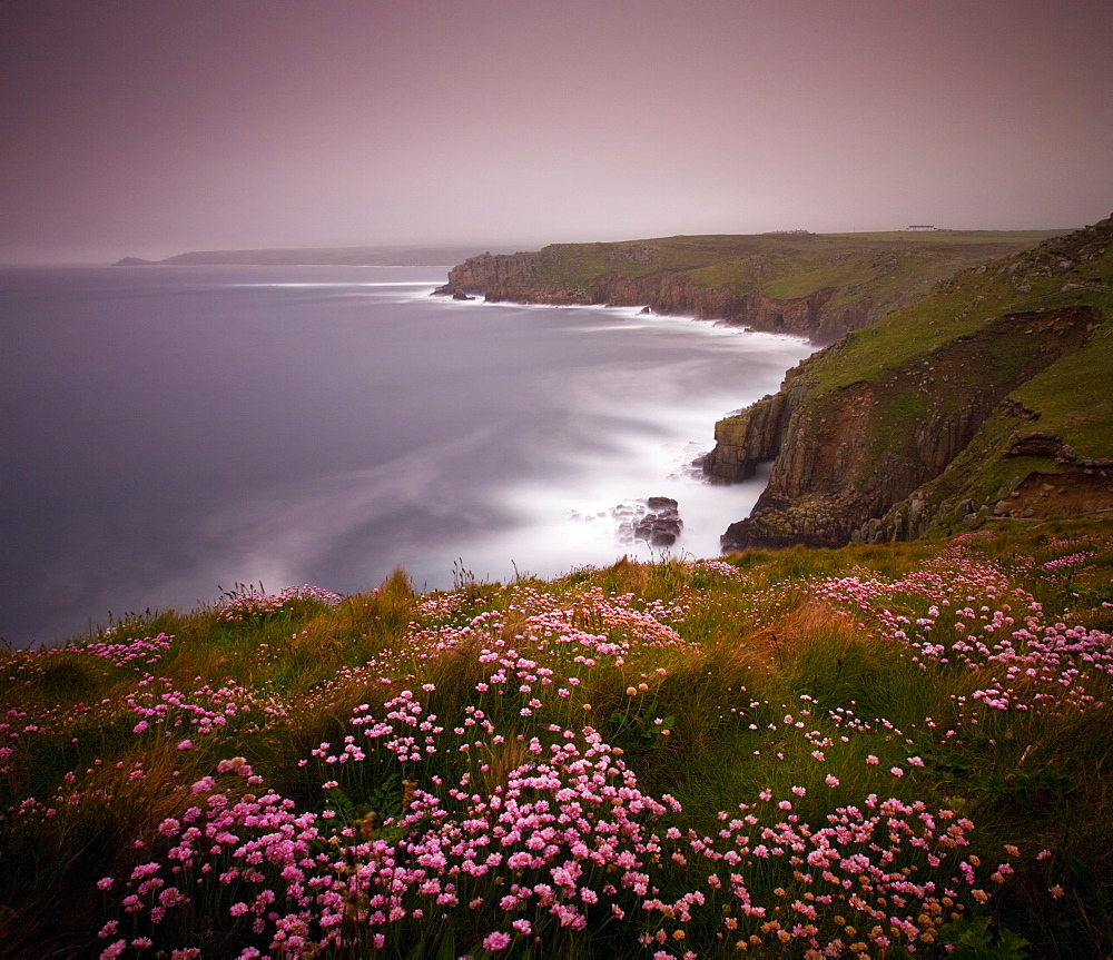 Sea thrift growing on the clifftops above Lands End, Cornwall, England, United Kingdom, Europe