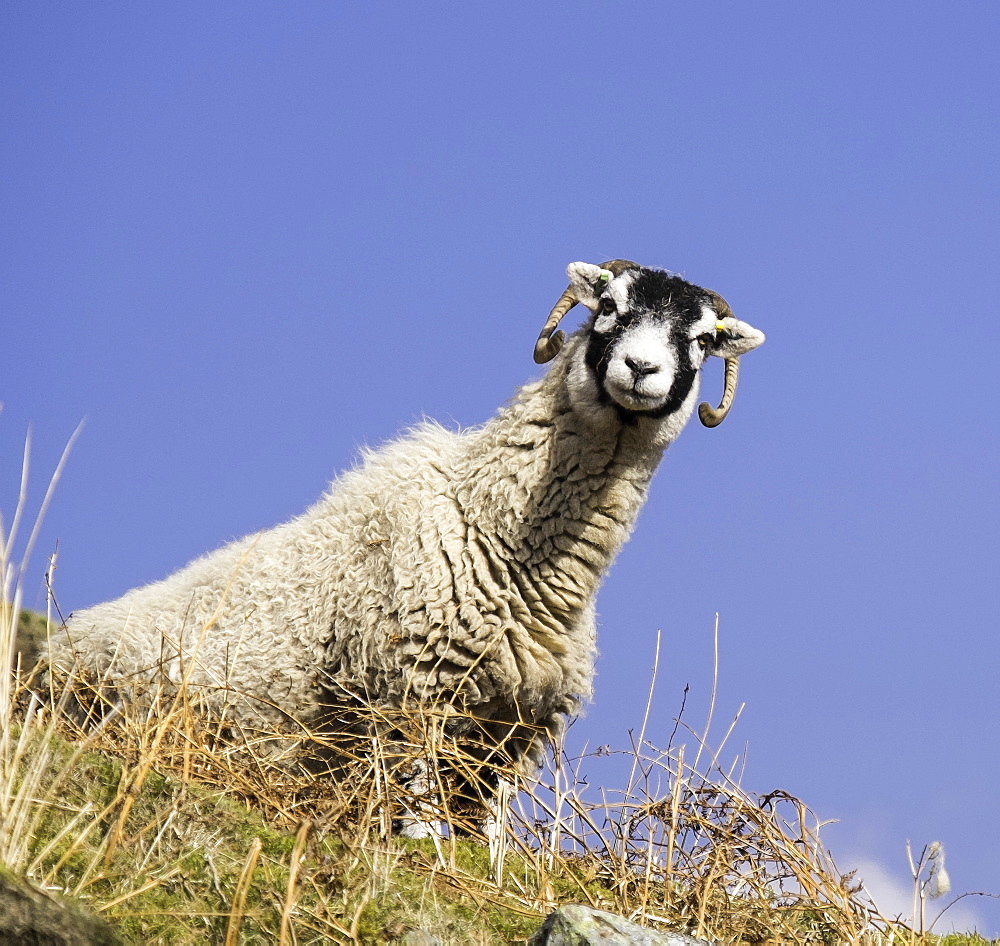 Close up of the traditional black faced Swaledale sheep found throughout the Yorkshire Dales, Yorkshire, England, United Kingdom, Europe