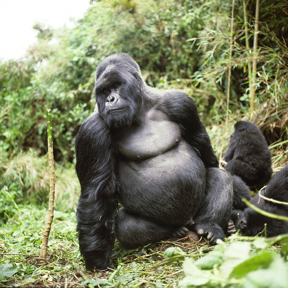 Silverback male Mountain Gorilla (Gorilla g. beringei), Virunga Volcanoes, Rwanda, Africa