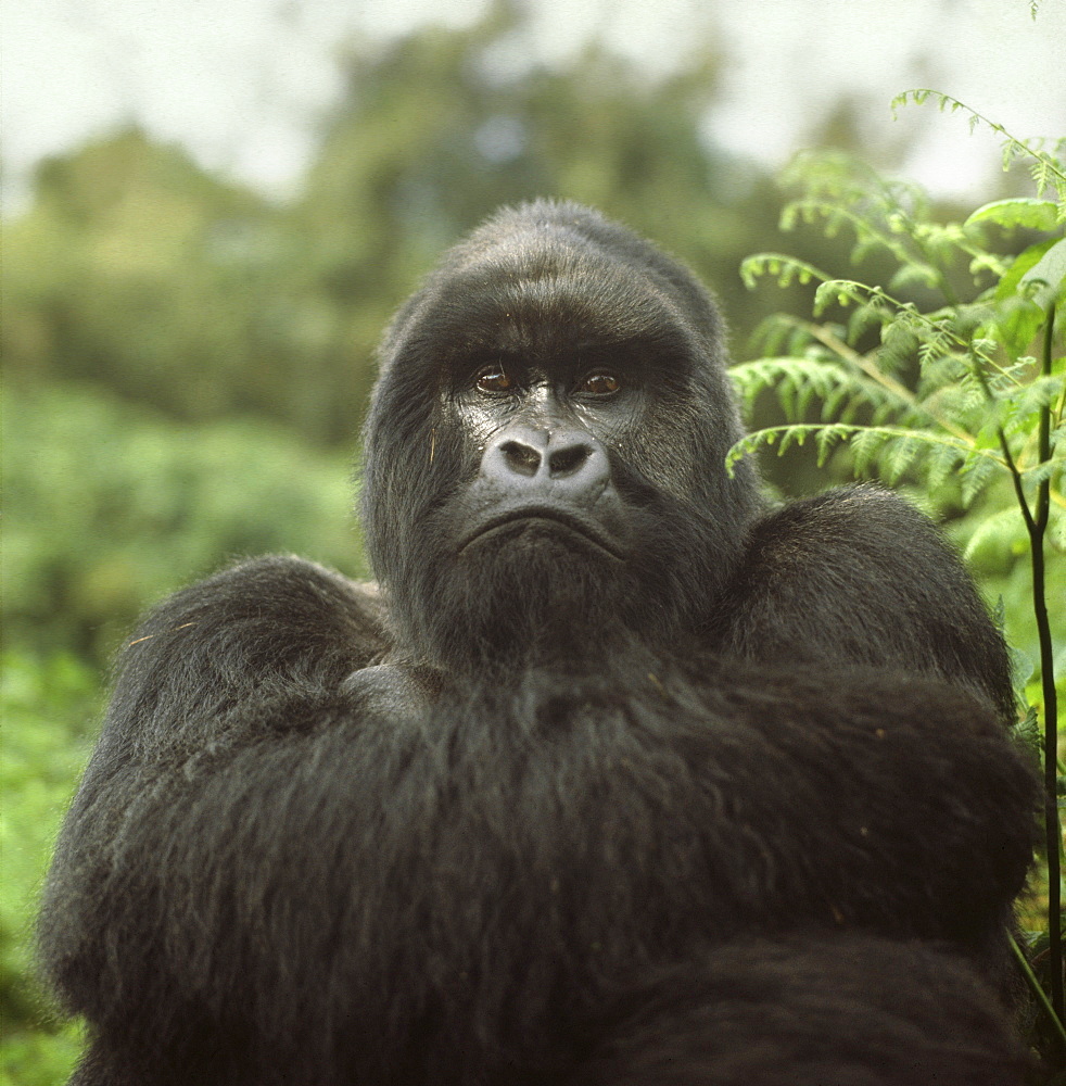 Silverback male Mountain Gorilla (Gorilla g. beringei), Virunga Volcanoes, Rwanda, Africa