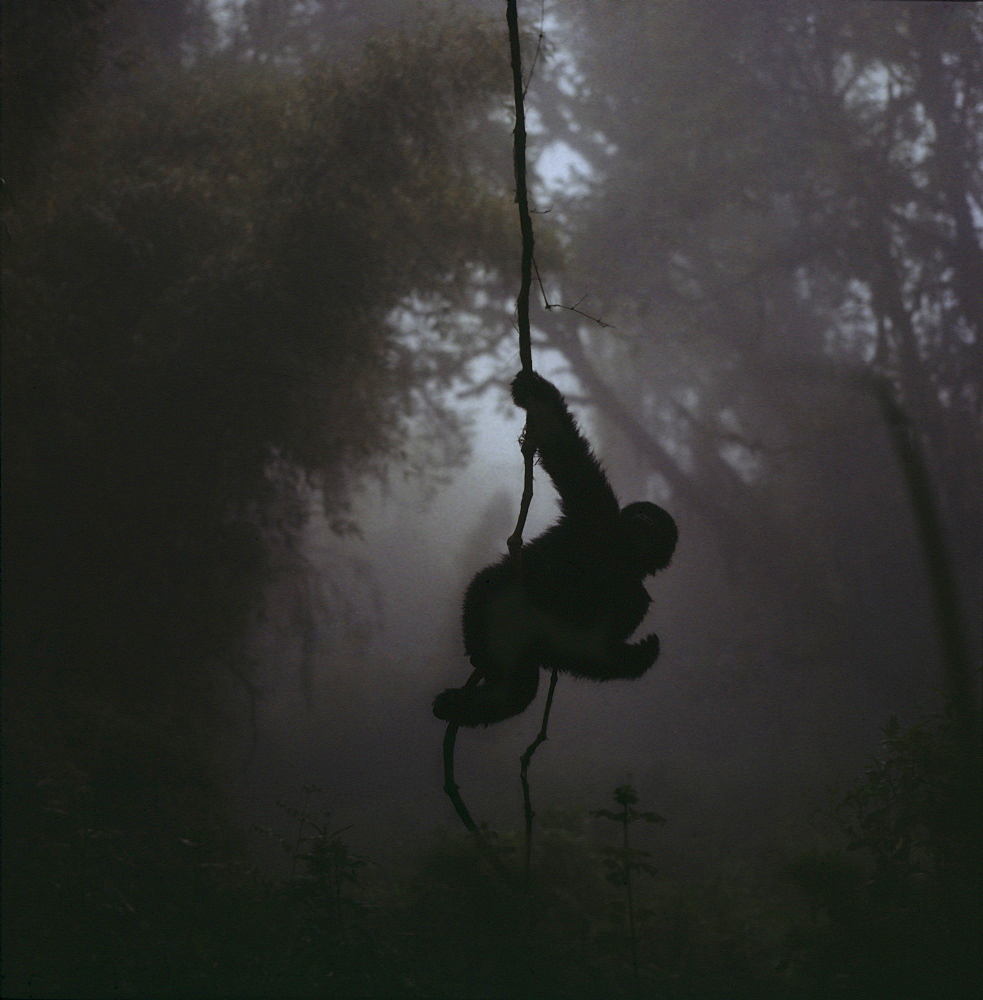 Juvenile Mountain Gorilla (Gorilla g. beringei) on vine, Virunga Volcanoes, Rwanda, Africa