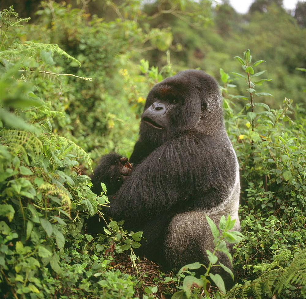 Silverback male Mountain Gorilla (Gorilla g. beringei), Virunga Volcanoes, Rwanda, Africa