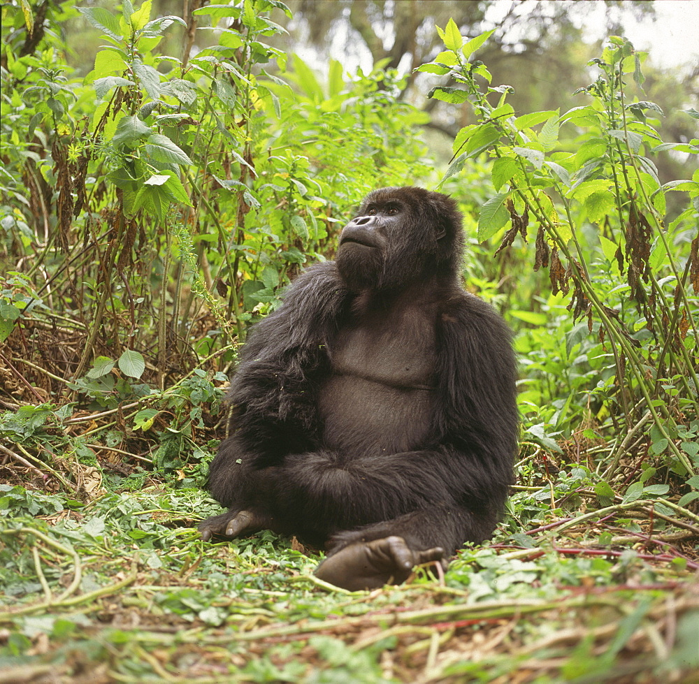 Blackback male Mountain Gorilla (Gorilla g. beringei), Virunga Volcanoes, Rwanda, Africa