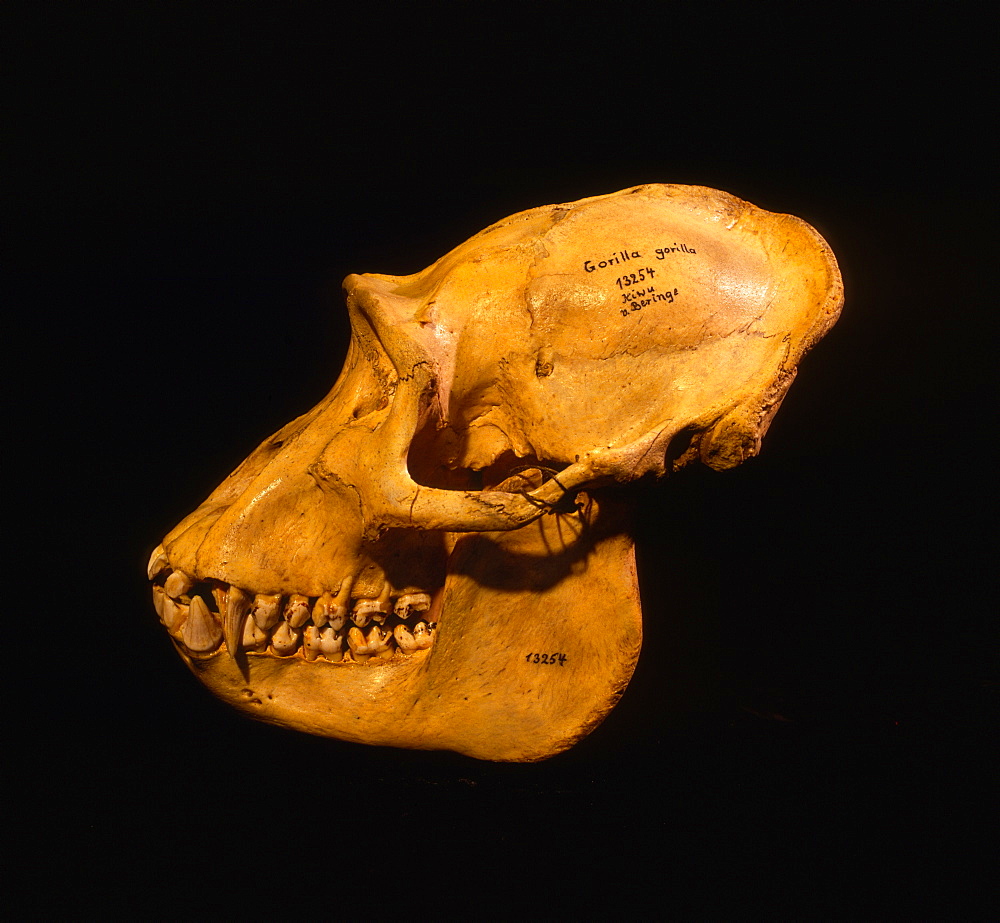 Skull of Mountain Gorilla (Gorilla gorilla beringei), holotype 1902, Museum fur Natuurkunde, Berlin, discovered by Captain Robert von Beringe, Virunga Volcanoes, Rwanda, Africa