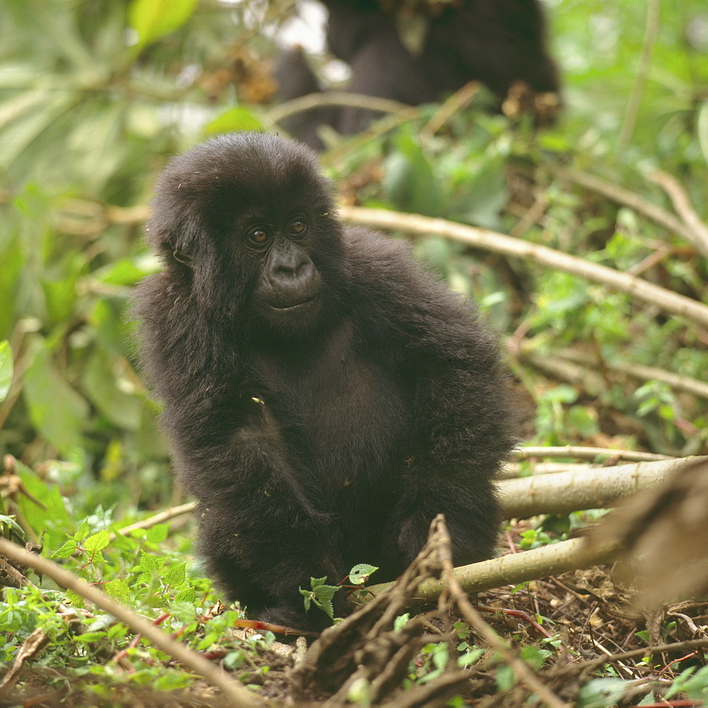 Mountain Gorilla (Gorilla gorilla beringei) juvenile, Virunga Volcanoes, Rwanda, Africa