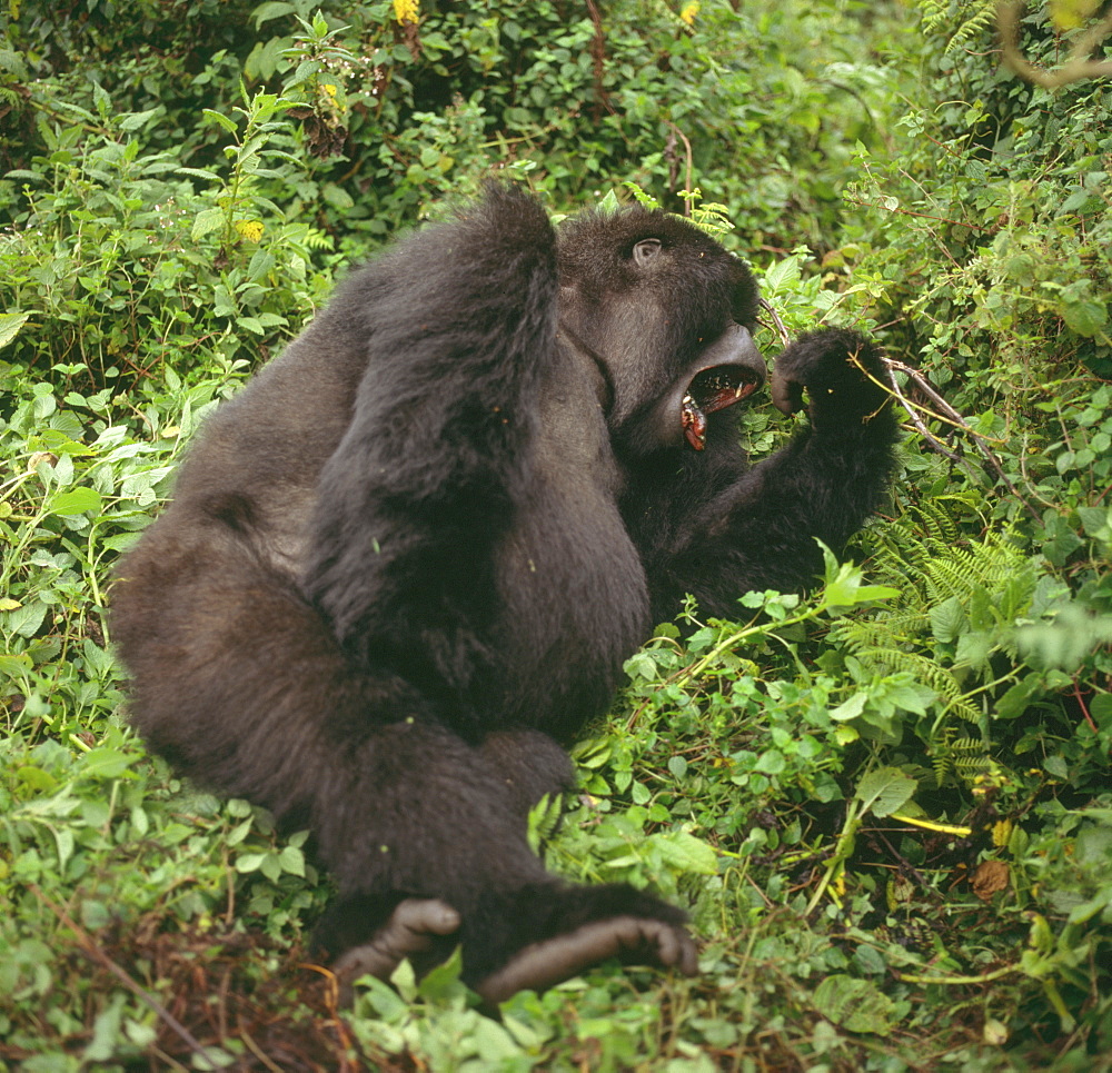 Mountain Gorilla (Gorilla gorilla beringei) female yawning, Virunga Volcanoes, Rwanda, Africa