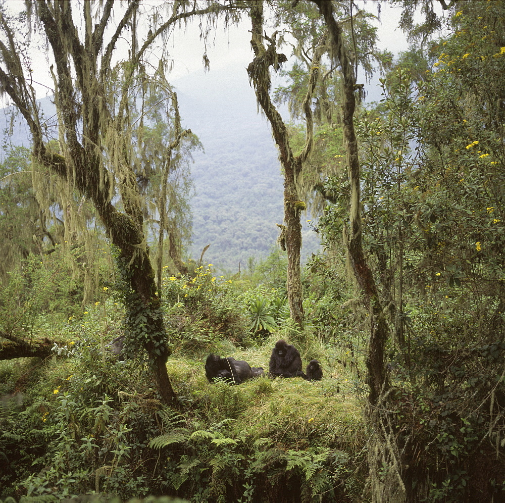 Mountain Gorillas (Gorilla gorilla beringei) Shinda, a silverback male, and family group resting, Virunga Volcanoes, Rwanda, Africa