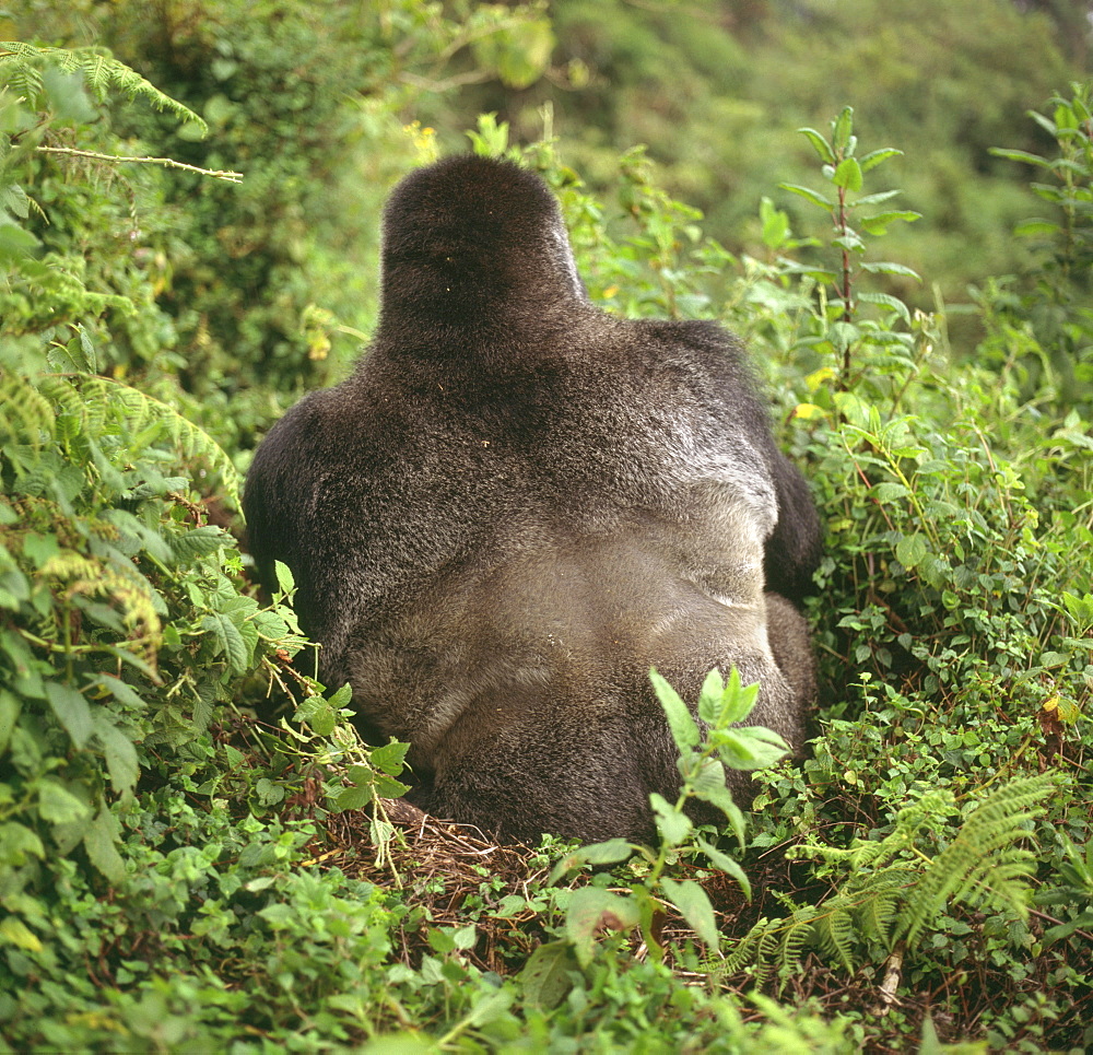 Mountain Gorillas (Gorilla gorilla beringei) silverback male, Virunga Volcanoes, Rwanda, Africa