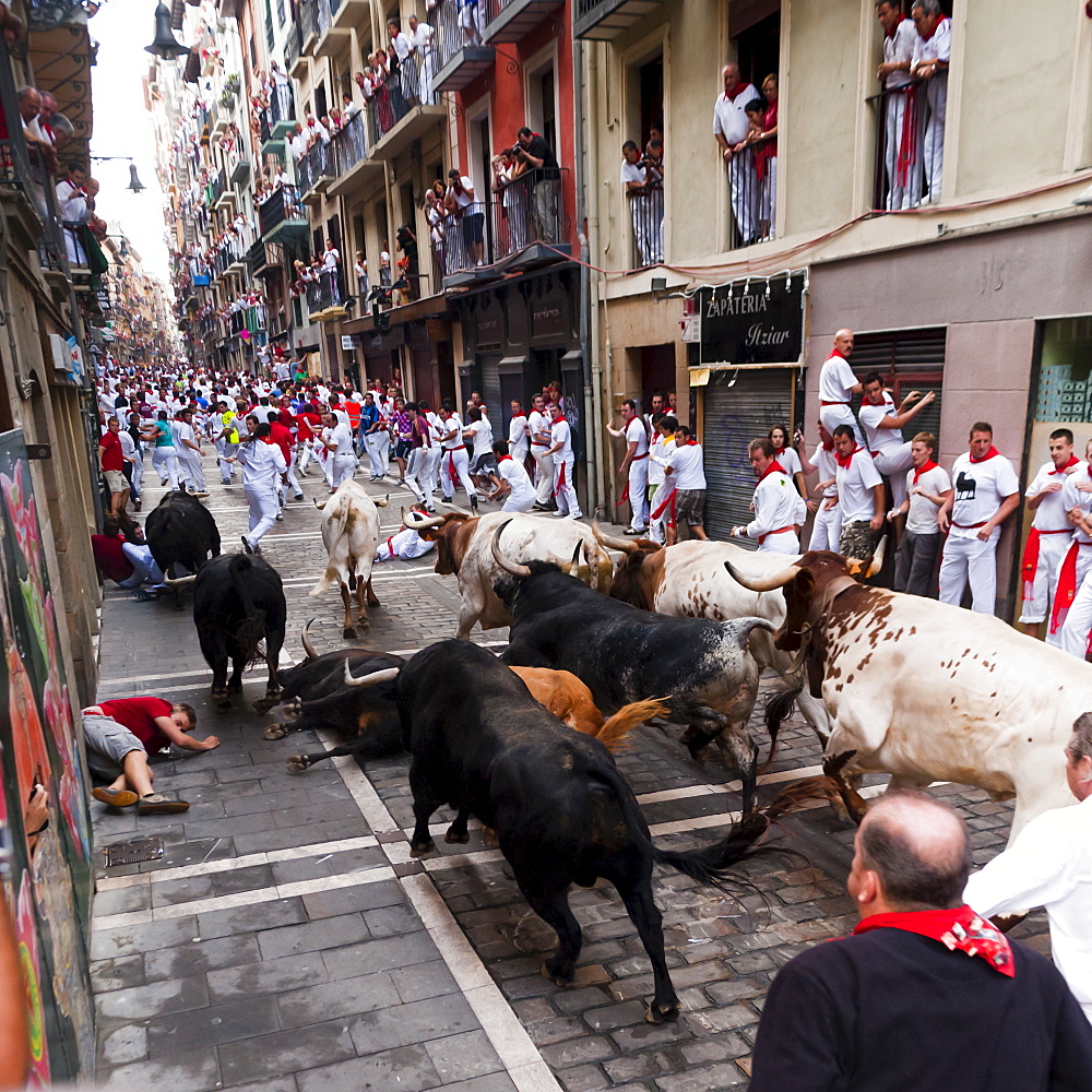 Eighth and last Encierro (running of the bulls), San Fermin festival, Pamplona, Navarra (Navarre), Spain, Europe