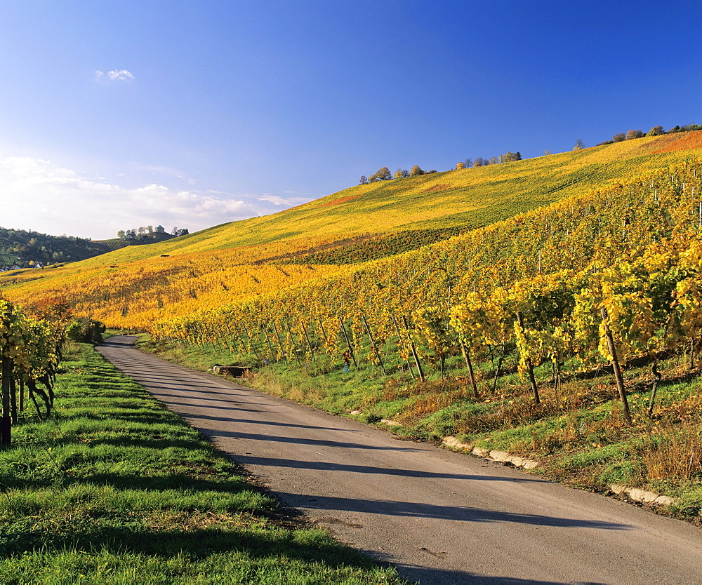 Vineyards in autumn near Uhlbach, Baden-Wuerttemberg, Germany, Europe