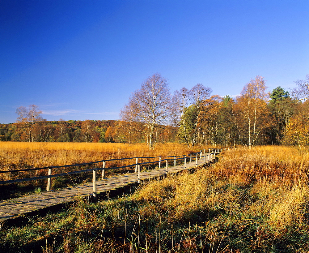 Schopflocher Moor peat bog, Lenningen, Swabian Alb, Baden-Wuerttemberg, Germany, Europe