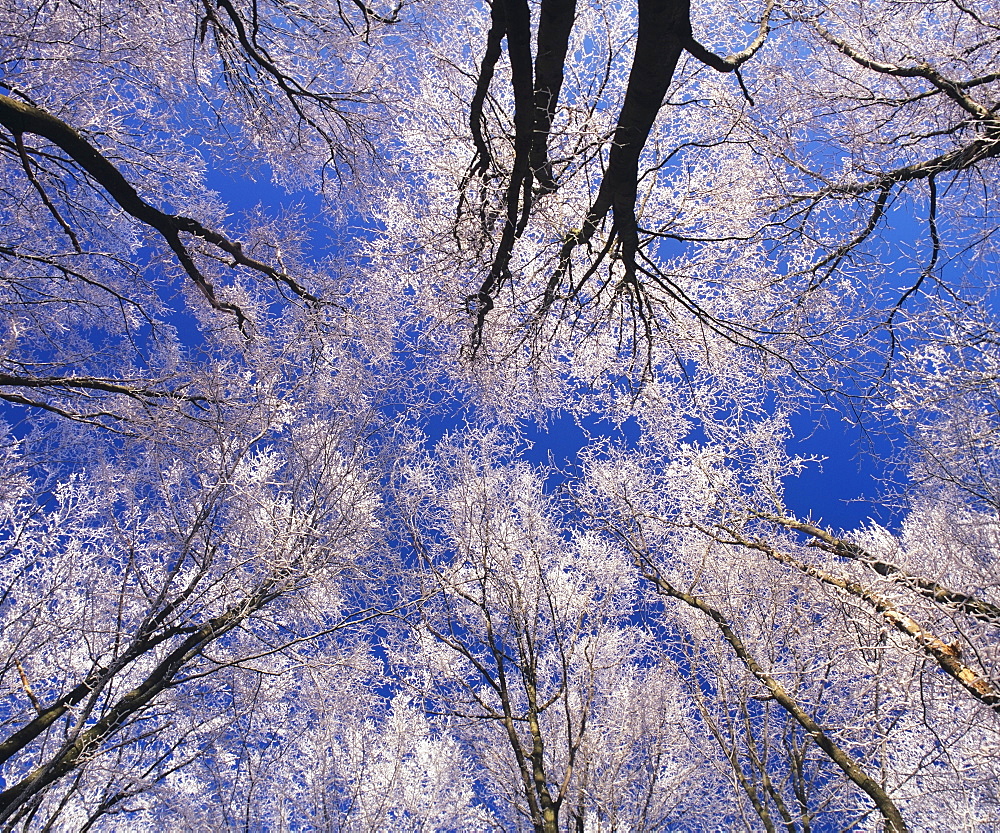 Trees with hoar frost, Kaltes Feld, Swabian Alb, Baden-Wuerttemberg, Germany, Europe