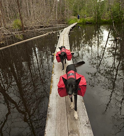 Pack dogs, sled dogs, Alaskan Huskies, carrying dog packs, backpacks, wooden boardwalk, swamp, Chilkoot Trail, Chilkoot Pass, Alaska, USA