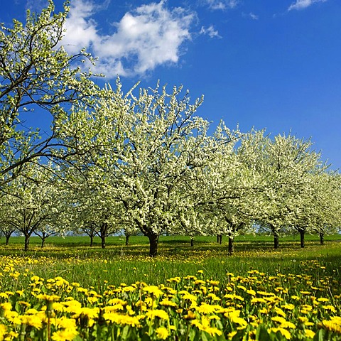 Apple trees in blossom, Puy de Dome, Auvergne, France, Europe