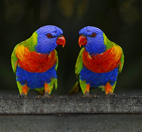 Rainbow Lorikeets, Loris (Trichoglossus haematodus), Queensland, Australia