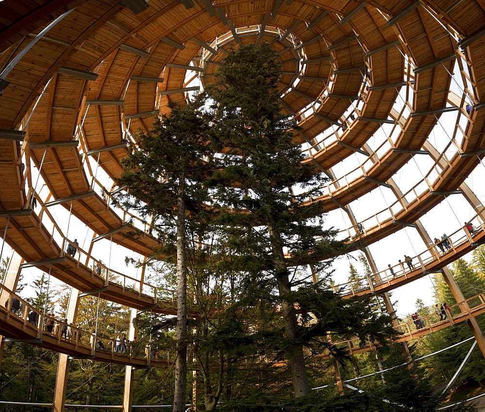 Tree-top walk, Neuschoenau, Bavarian Forest National Park, Lower Bavaria, Bavaria, Germany, Europe