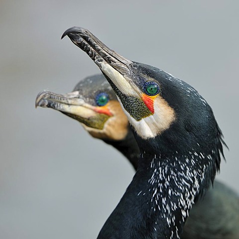 Cormorants (Phalacrocorax carbo)