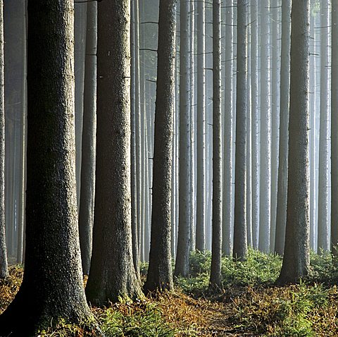 firs (Picea abies), trunks, Haidforst, Chiemgau, Upper Bavaria, Germany