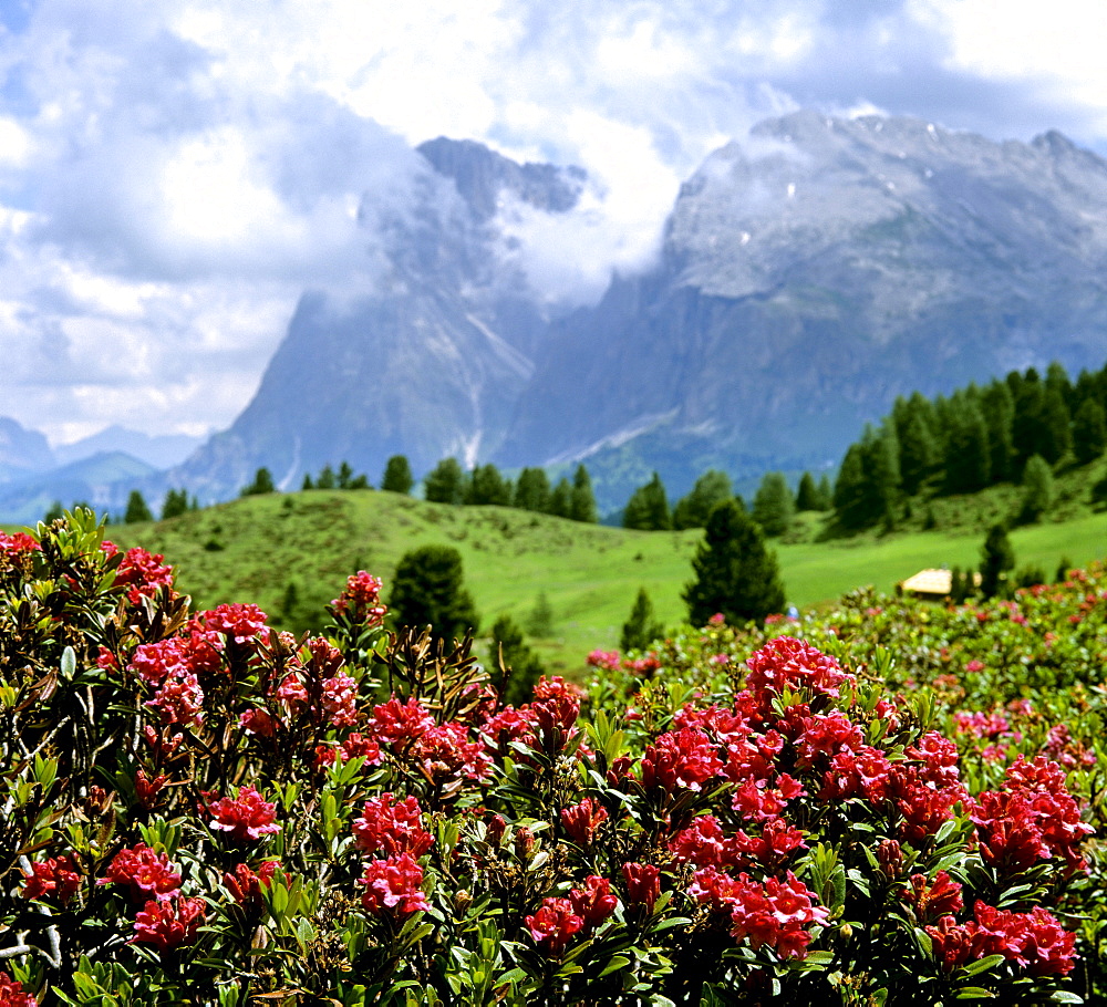 Rusty-leaved alpenrose (Rhododendron ferrugineum), in front of Langkofel and Plattkofel mountains, Dolomites, South Tyrol, Italy, Europe