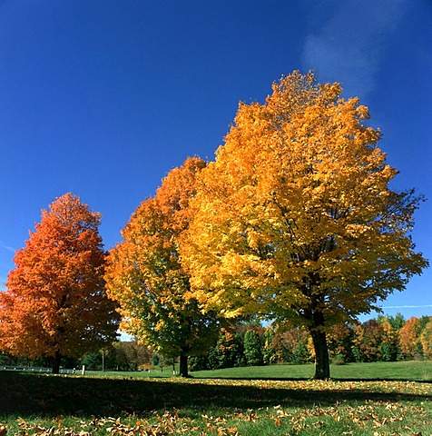 Maple trees (Acer), autumnal coloured leaves, Indian summer, New England, USA