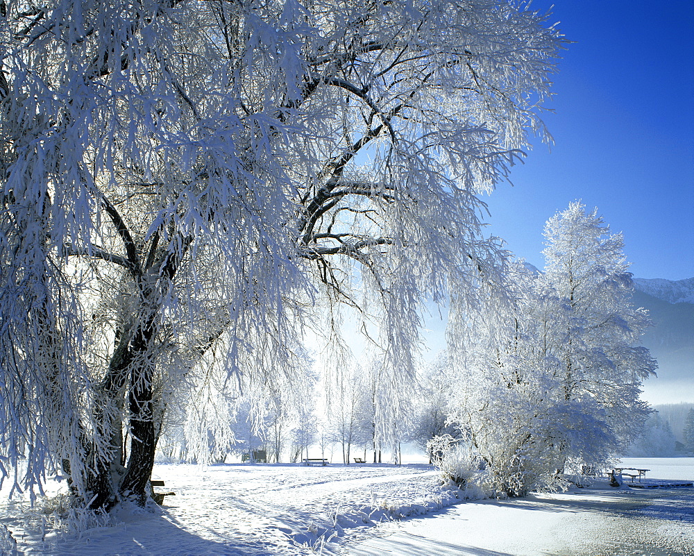 Winter time snow tree hoarfrost